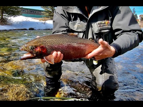 Fly Fishing the Blue River (Silverthorne, CO)